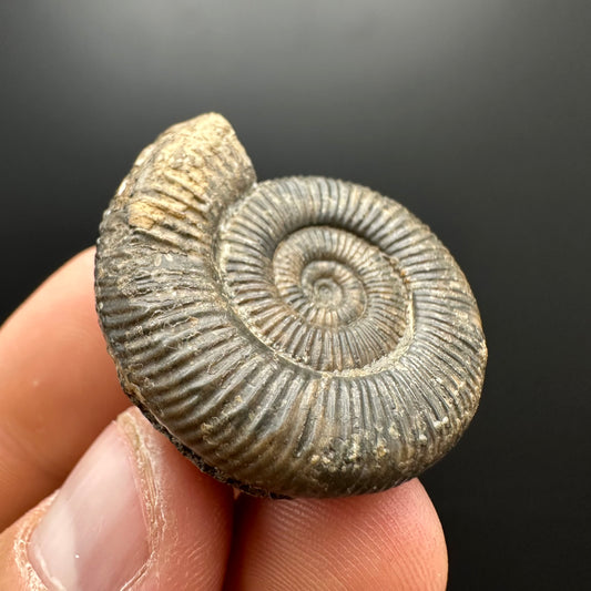 Dactylioceras Ammonite Fossil With box and Stand - Whitby, North Yorkshire Jurassic Coast Yorkshire Fossils