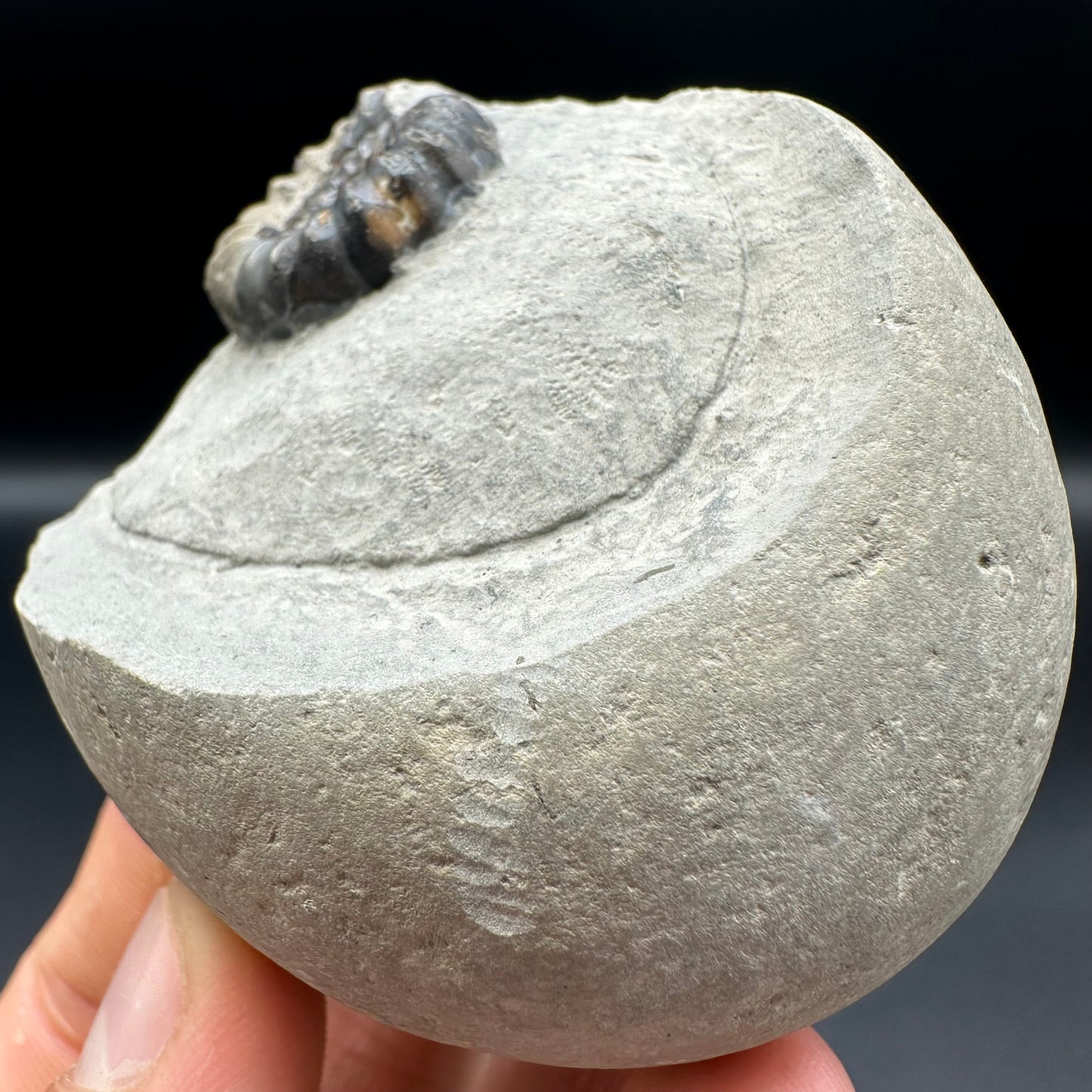 Androgynoceras maculatum ammonite fossil with gift box and stand - Whitby, North Yorkshire Jurassic Coast Yorkshire Fossils