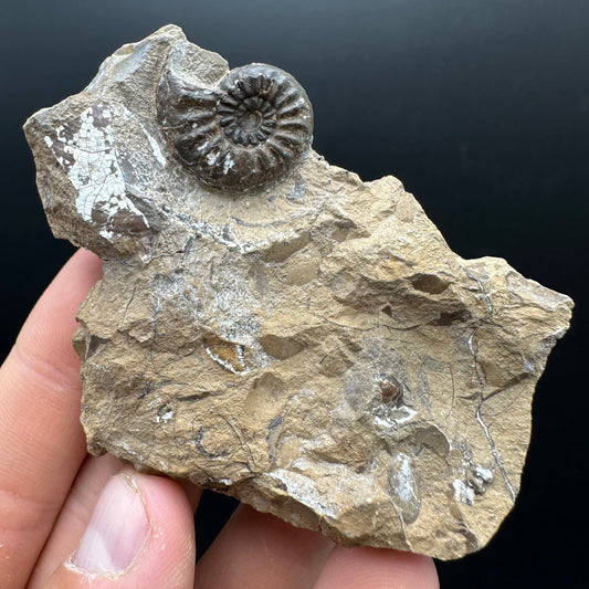 Amaltheus subnodosus Ammonite fossil with stand - Whitby, North Yorkshire Jurassic Coast Yorkshire Fossils