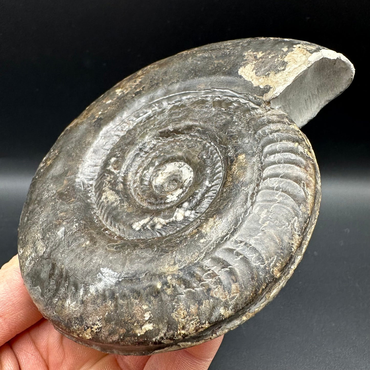 Hildoceras Bifrons Ammonite fossil with box and stand - Whitby, North Yorkshire Jurassic Coast, Yorkshire Fossils from the Jurassic Coast