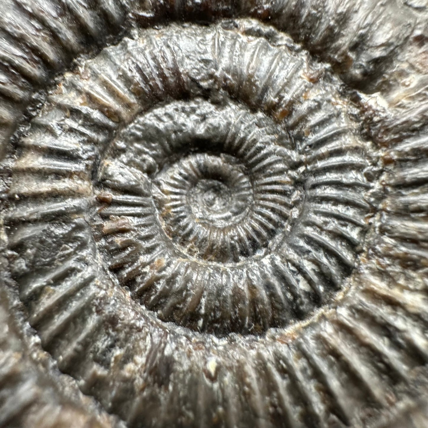 Dactylioceras Ammonite Fossil With Box And Stand - Whitby, North Yorkshire Jurassic Coast Yorkshire Fossils