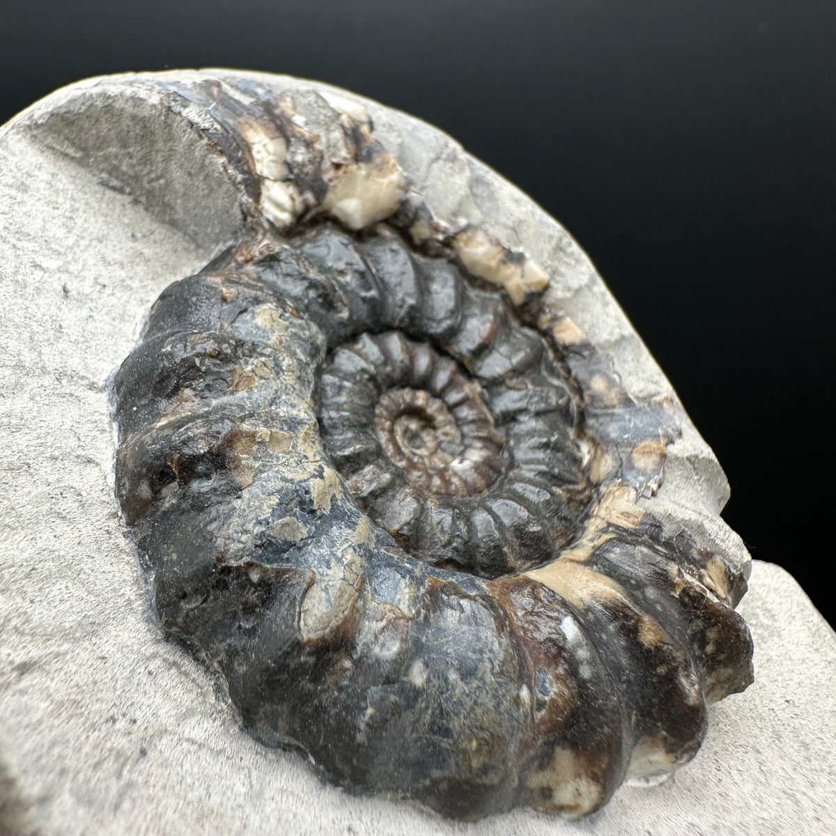 Androgynoceras maculatum ammonite fossil with box and stand - Whitby, North Yorkshire Jurassic Coast Yorkshire Fossils