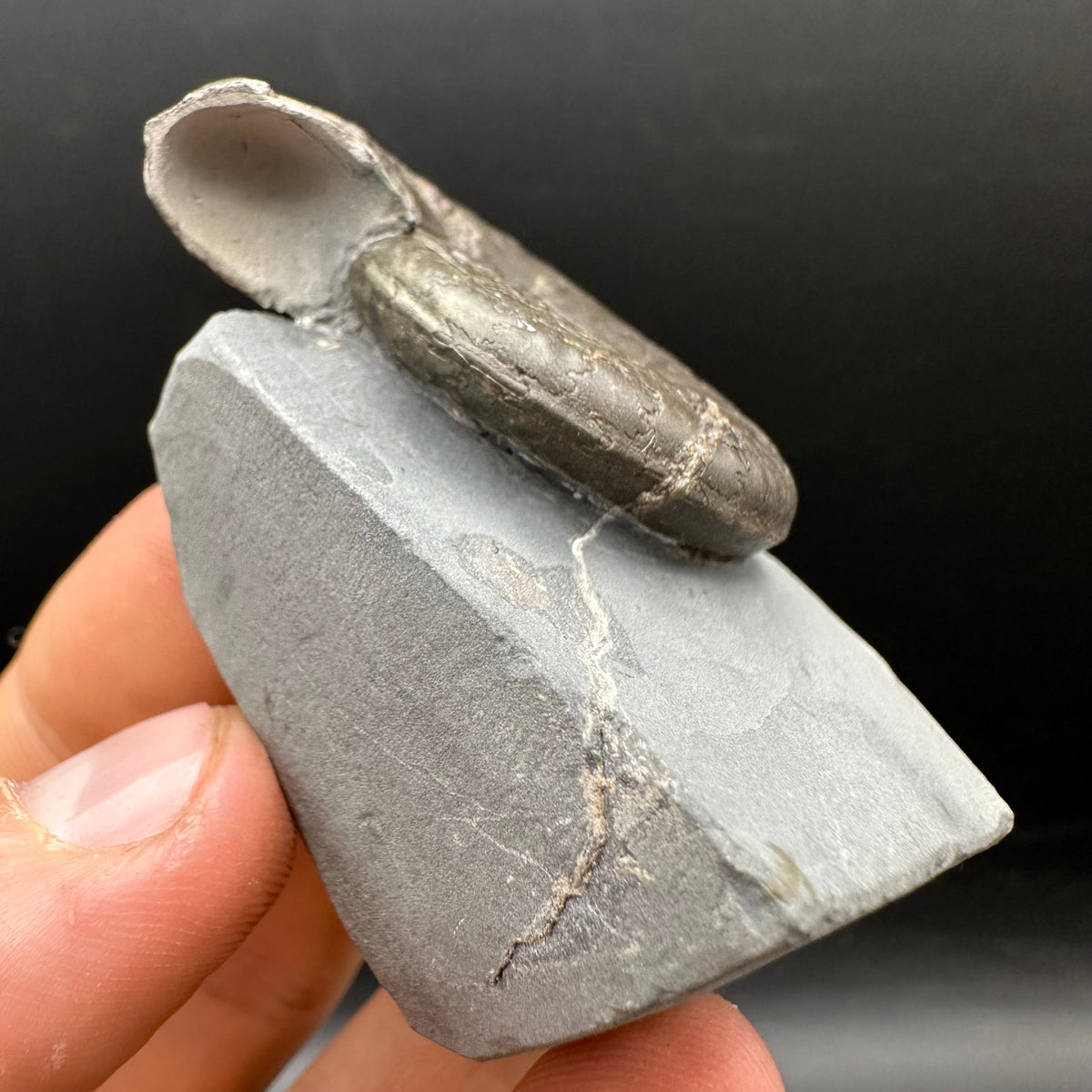 Grammoceras thoaurense Ammonite shell fossil with box and stand - Whitby, North Yorkshire, Yorkshire Fossils from the Jurassic Coast