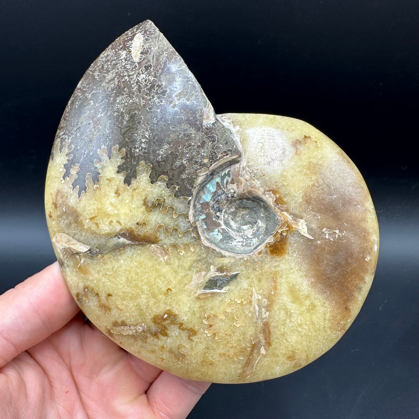 Cleoniceras Ammonite Fossil With Stand - Cretaceous Ammonite Madagascar