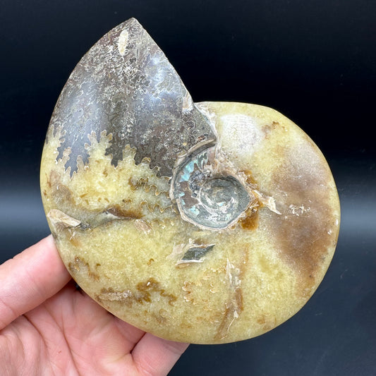 Cleoniceras Ammonite Fossil With Stand - Cretaceous Ammonite Madagascar