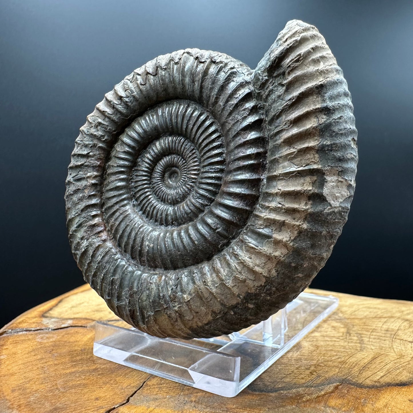 Dactylioceras Ammonite Fossil With box and Stand - Whitby, North Yorkshire Jurassic Coast Yorkshire Fossils