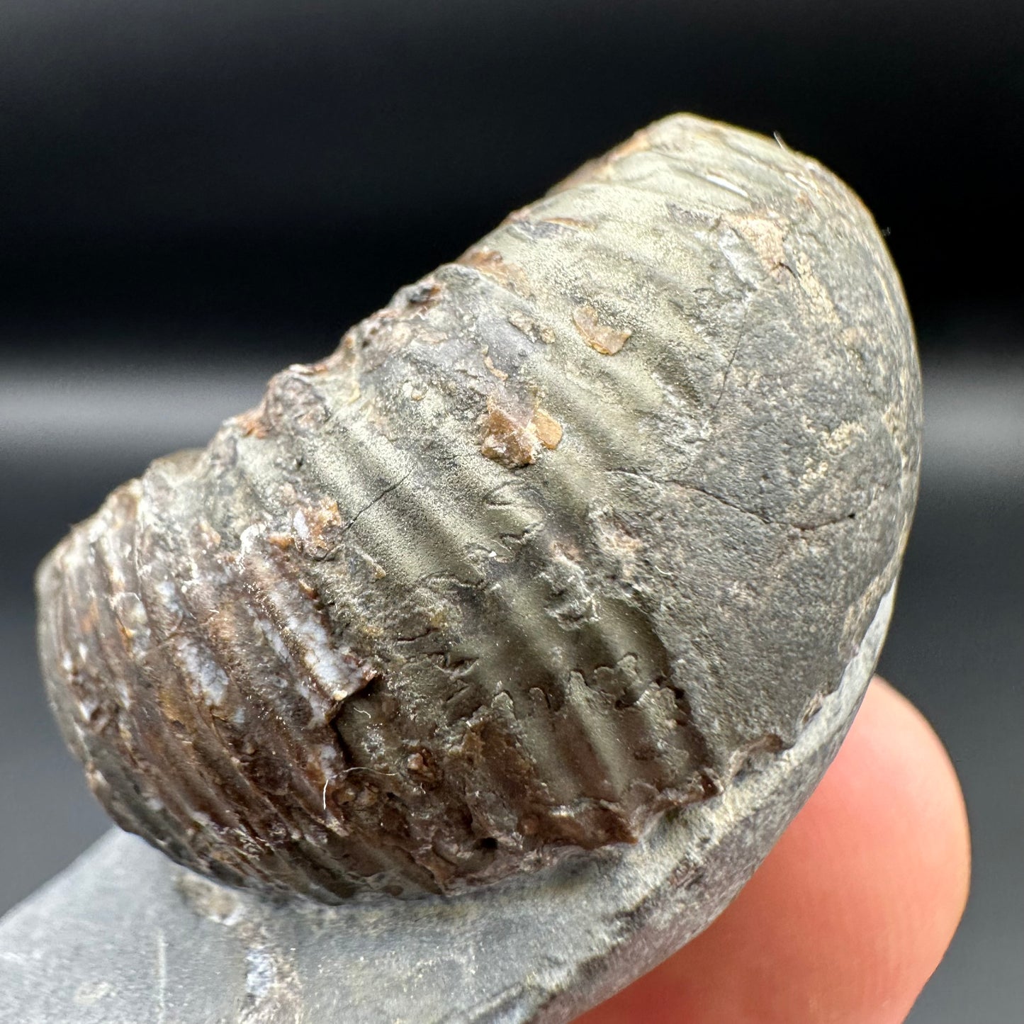 Catacoeloceras Sp. ammonite fossil with box and stand- Whitby, North Yorkshire Jurassic Coast Yorkshire Fossils