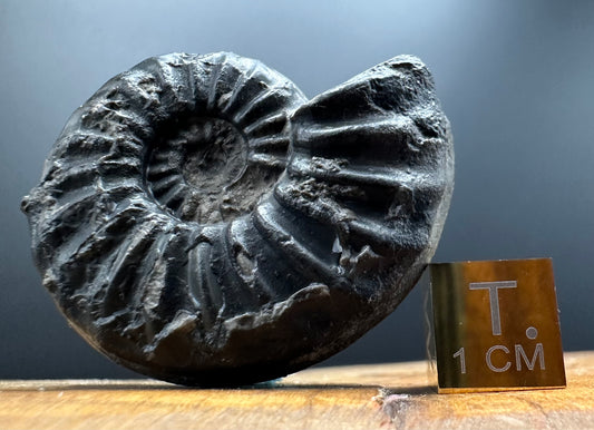 Asteroceras Ammonite fossil with box and stand - Whitby, North Yorkshire Jurassic Coast Yorkshire Fossils