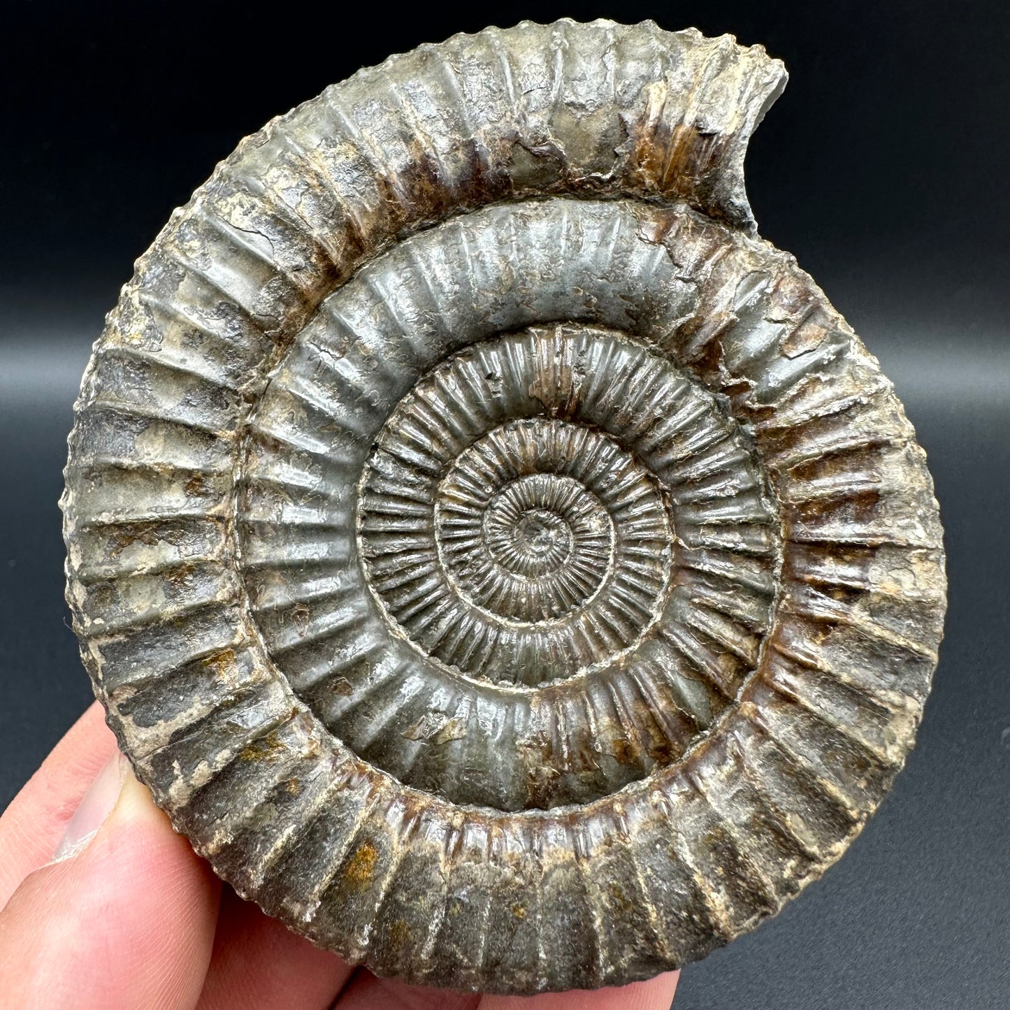 Dactylioceras Ammonite Fossil With Box And Stand - Whitby, North Yorkshire Jurassic Coast Yorkshire Fossils