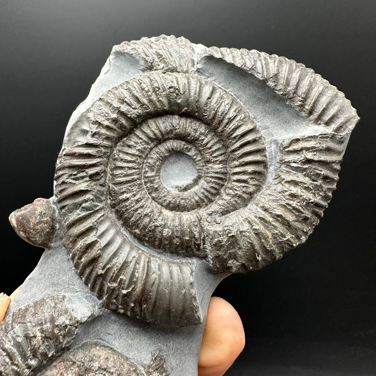 Dactylioceras Ammonite Fossil With Stand - Whitby, North Yorkshire Jurassic Coast Yorkshire Fossils