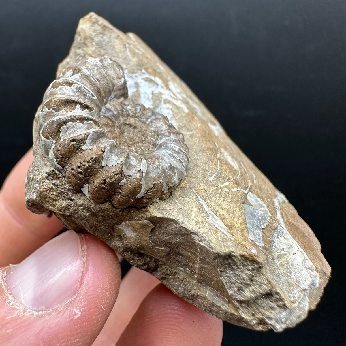 Androgynoceras capricornus Ammonite Fossil With Stand - Whitby, North Yorkshire Jurassic Coast Yorkshire Fossils