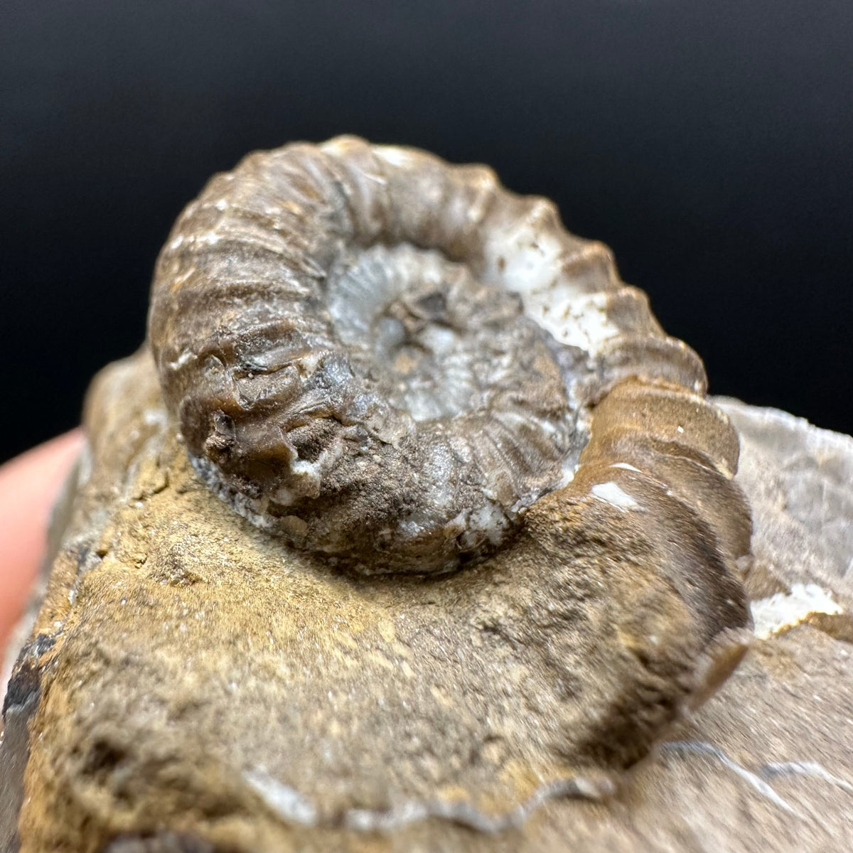 Androgynoceras capricornus Ammonite Fossil With Stand - Whitby, North Yorkshire Jurassic Coast Yorkshire Fossils