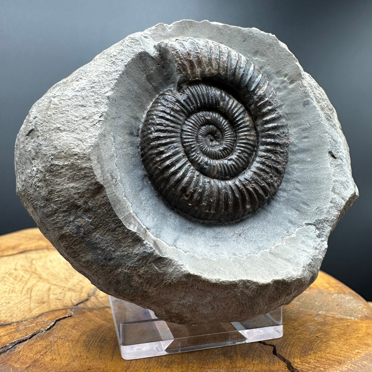 Dactylioceras Ammonite Fossil With box and Stand - Whitby, North Yorkshire Jurassic Coast Yorkshire Fossils