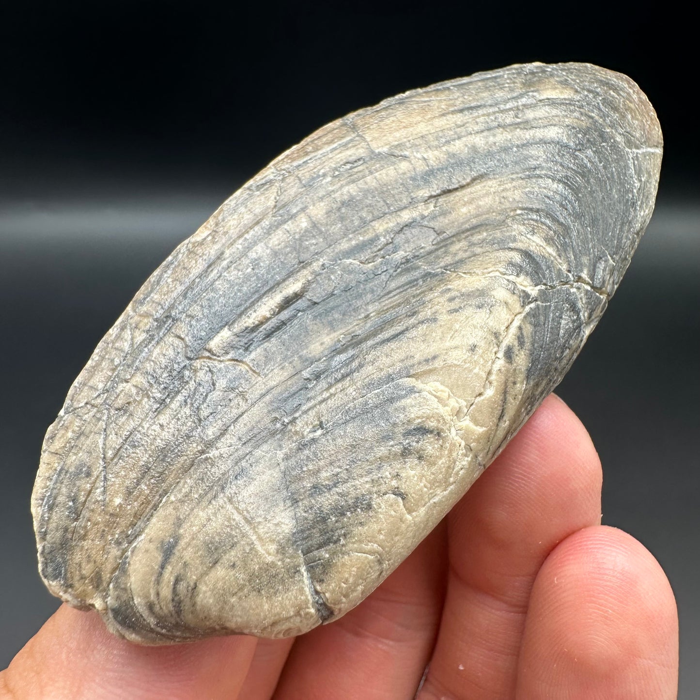 Shell fossil with box and stand - Whitby, North Yorkshire, Jurassic Coast, Yorkshire Fossils