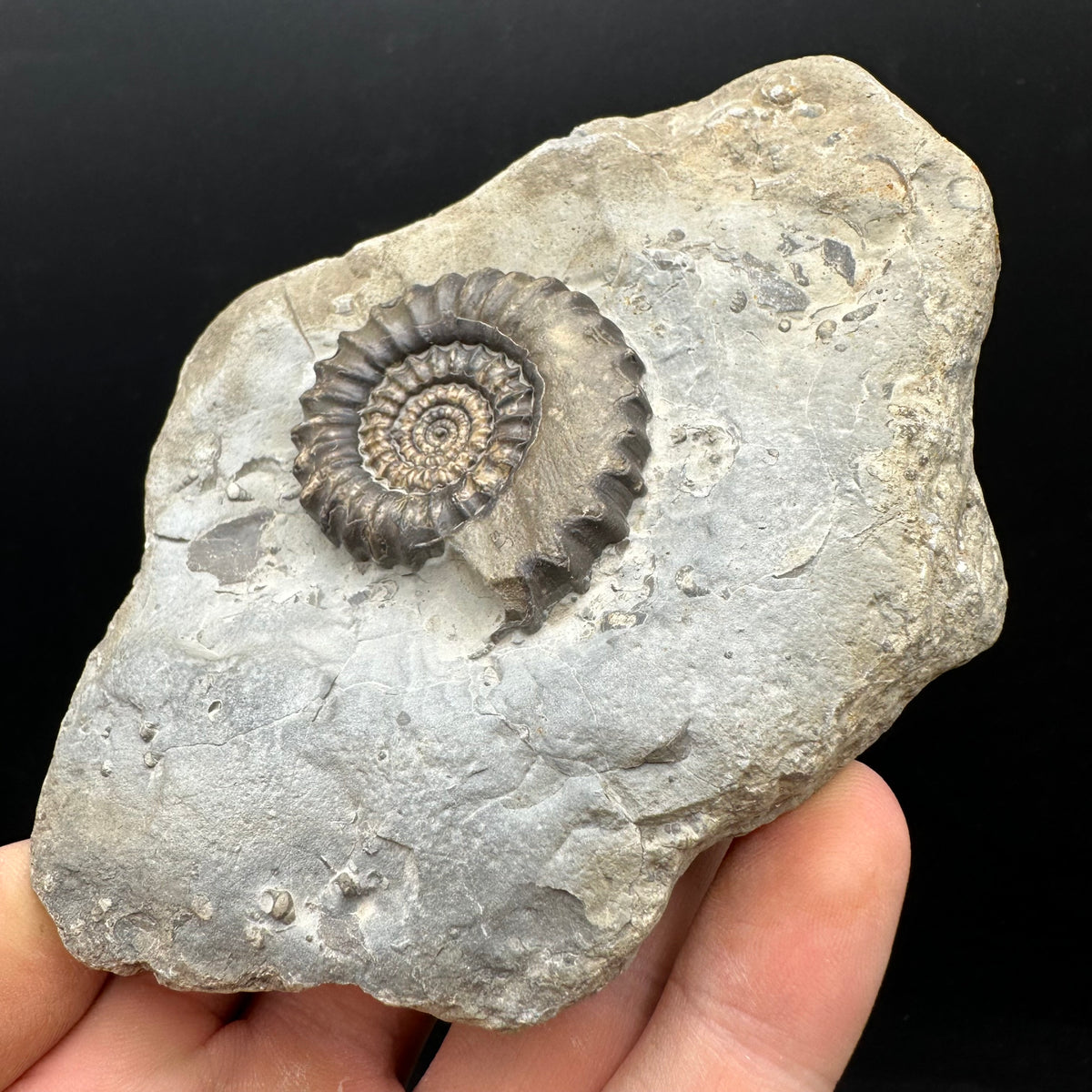 Gagaticeras Ammonite fossil with box and stand - Whitby, North Yorkshire Jurassic Coast Yorkshire Fossils