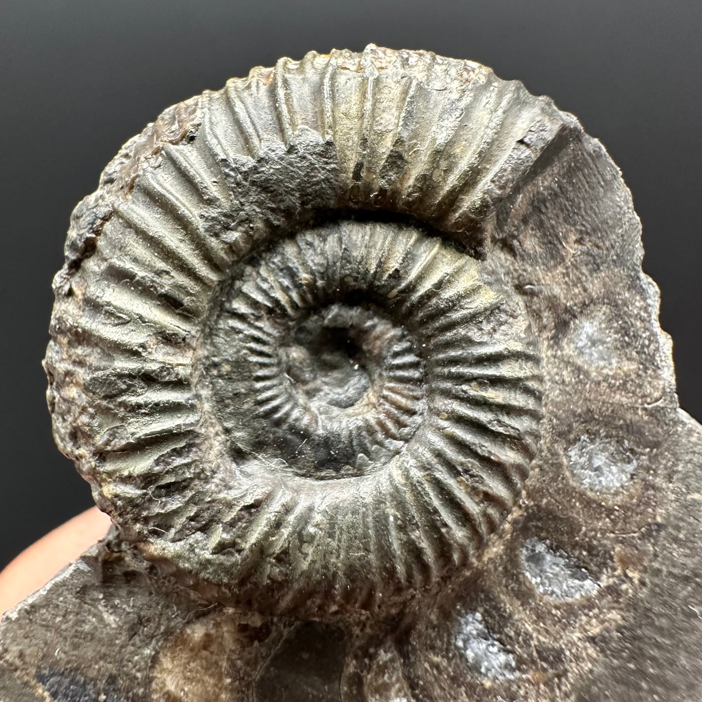 Dactylioceras Ammonite Fossil Gift Set - Whitby, North Yorkshire Jurassic Coast Yorkshire Fossils