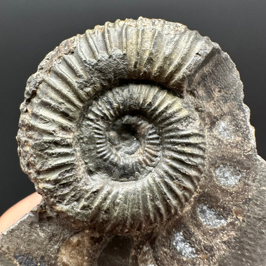 Dactylioceras Ammonite Fossil Gift Set - Whitby, North Yorkshire Jurassic Coast Yorkshire Fossils