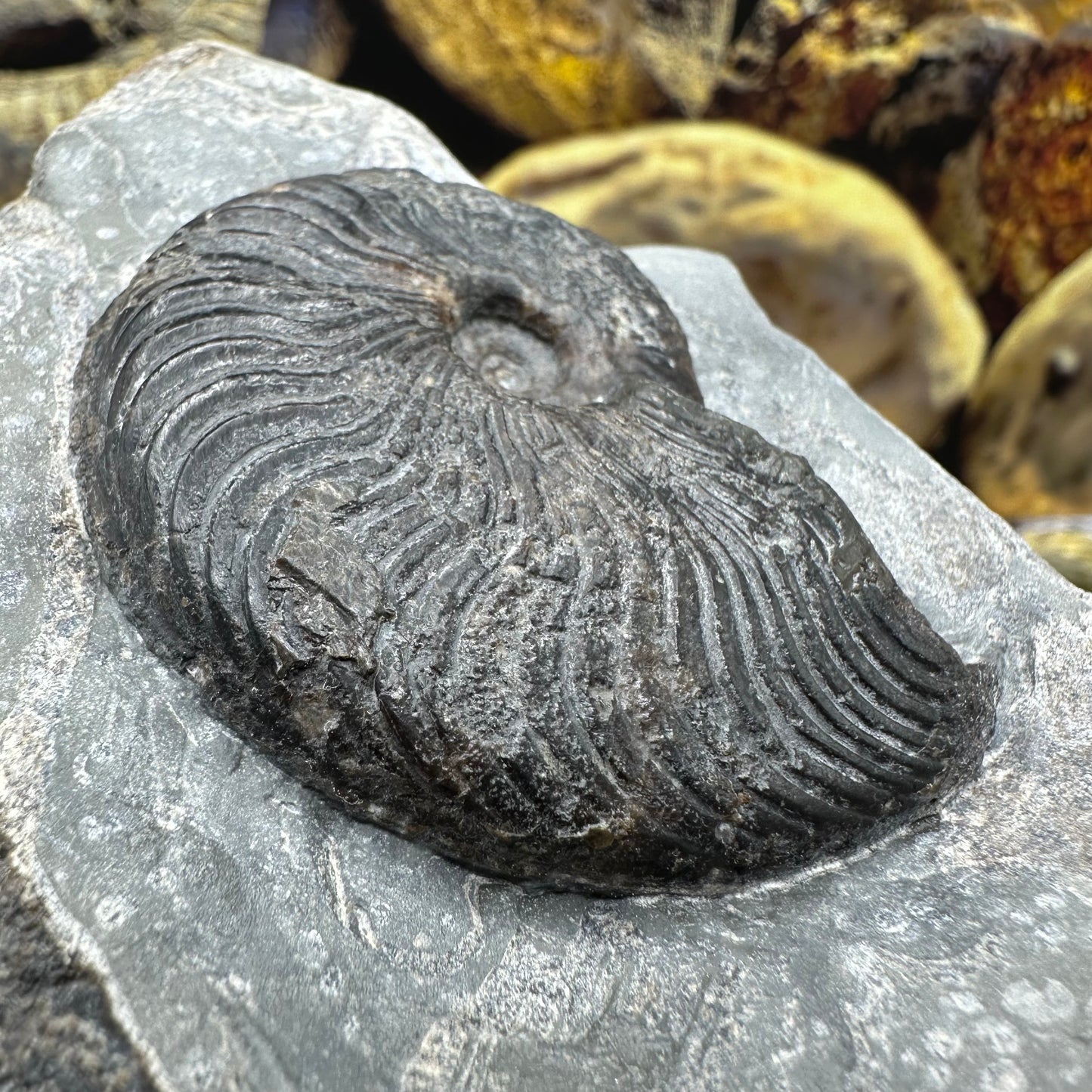 Cleviceras sp. ammonite shell fossil - Whitby, North Yorkshire