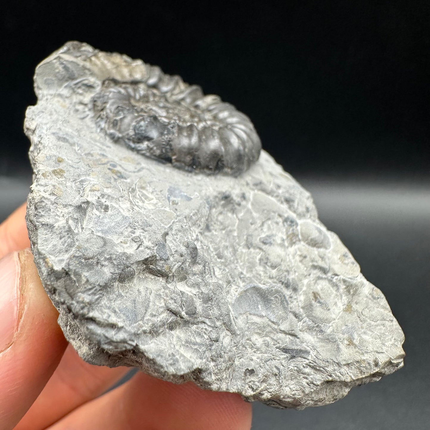 Gagaticeras Ammonite fossil with box and stand - Whitby, North Yorkshire Jurassic Coast Yorkshire Fossils