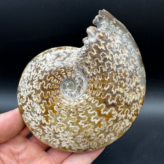 Cleoniceras Ammonite Fossil With Box And Stand - Cretaceous Ammonite Madagascar