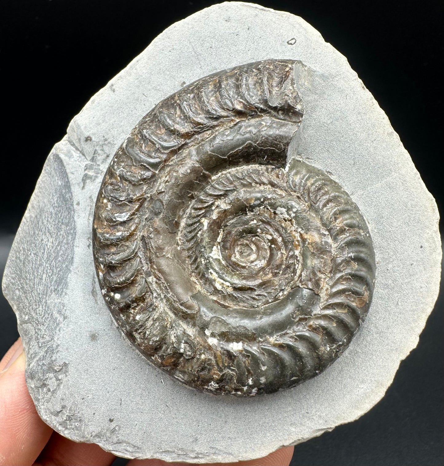 Hildoceras Bifrons Ammonite fossil with box and stand - Whitby, North Yorkshire Jurassic Coast, Yorkshire Fossils from the Jurassic Coast