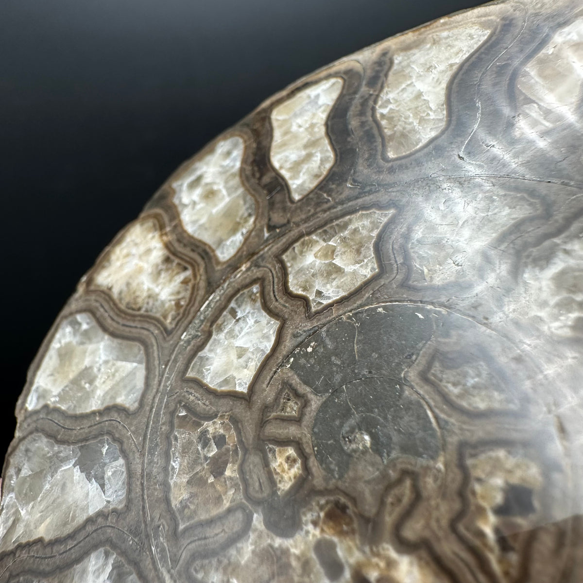 Hildoceras Bifrons Ammonite fossil with stand - Whitby, North Yorkshire Jurassic Coast, Yorkshire Fossils from the Jurassic Coast