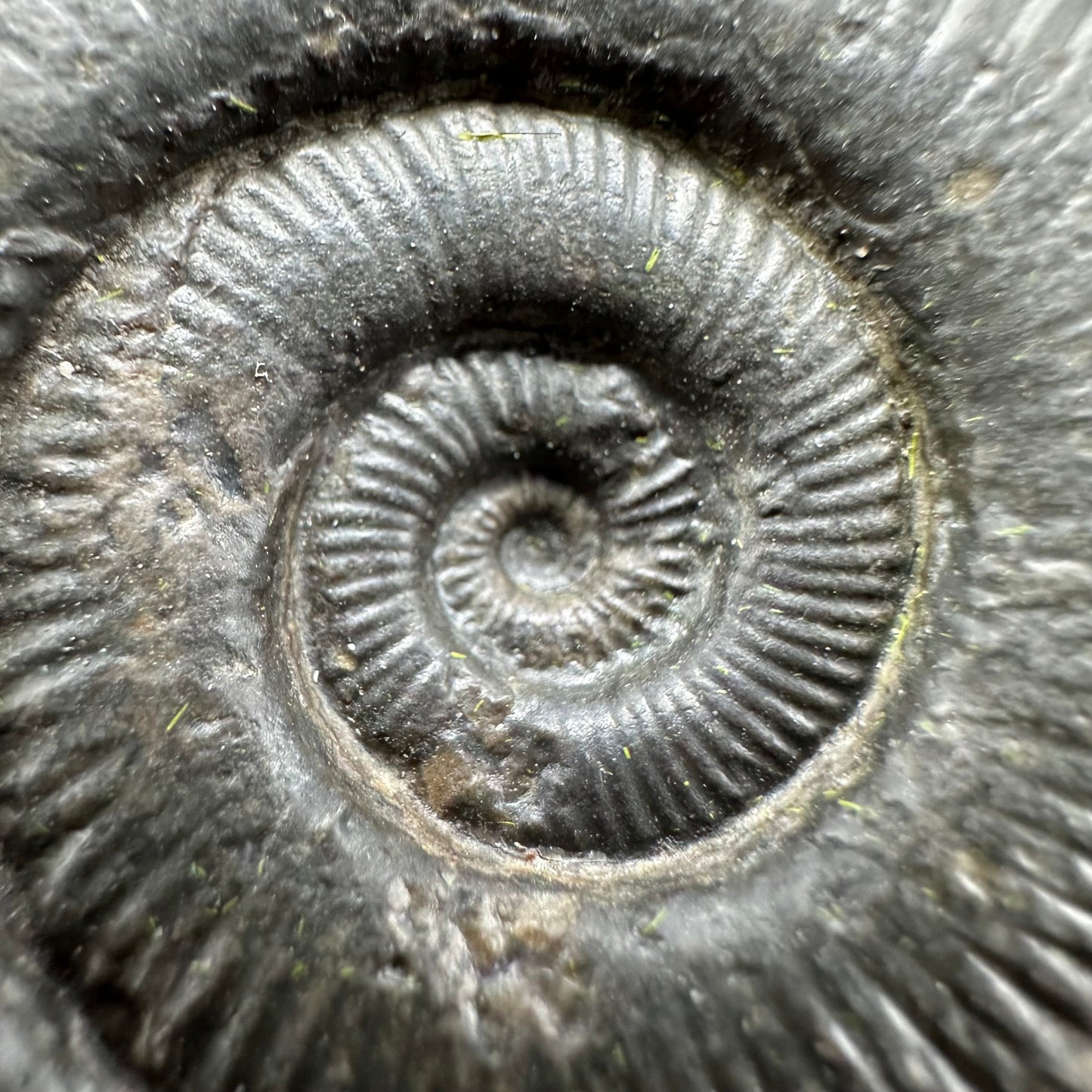 Peronoceras fibulatum Ammonite fossil with box and stand - Whitby, North Yorkshire Jurassic Coast Yorkshire Fossils