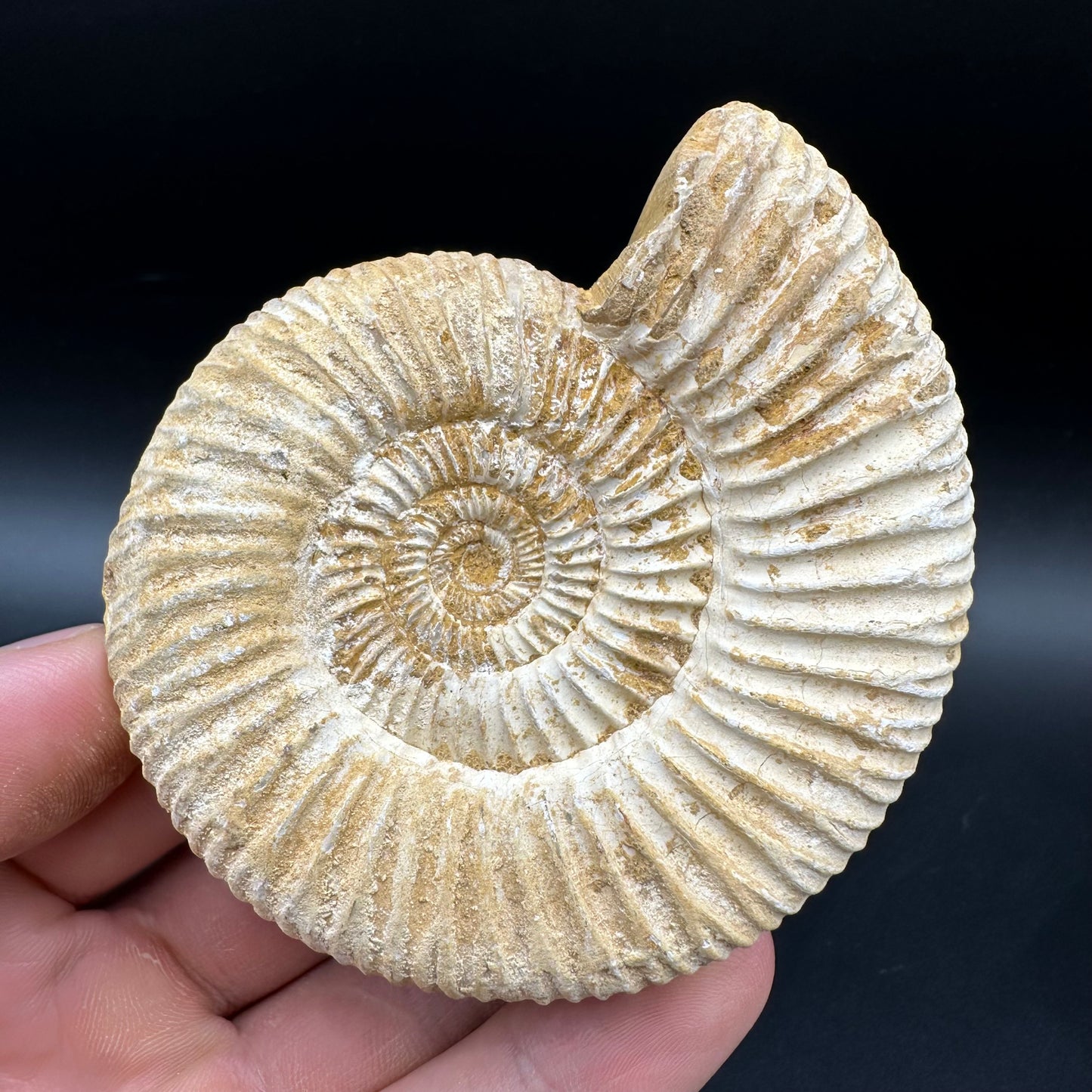Dichotomosphinctes Ammonite Fossil With Box And Stand - Middle Jurassic Ammonite Madagascar