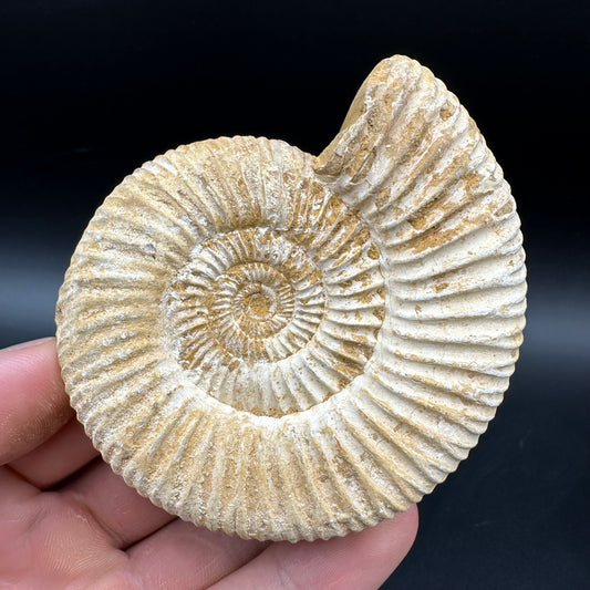 Dichotomosphinctes Ammonite Fossil With Box And Stand - Middle Jurassic Ammonite Madagascar