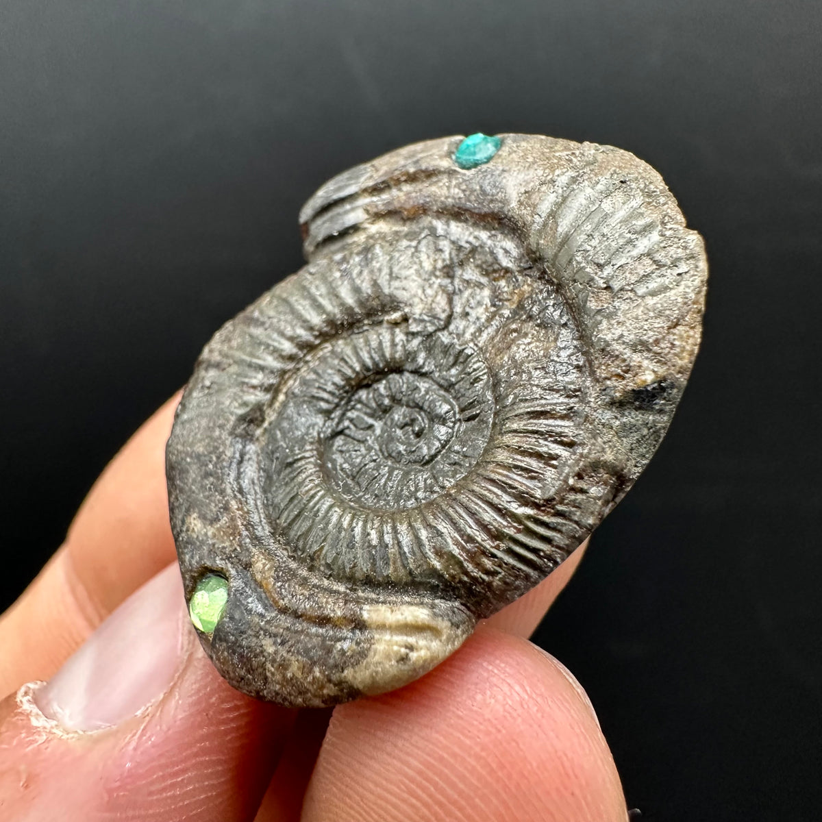 Hydra Snakestone Ammonite Fossil With Bag/Box And Stand - Whitby, North Yorkshire Jurassic Coast Yorkshire Fossils