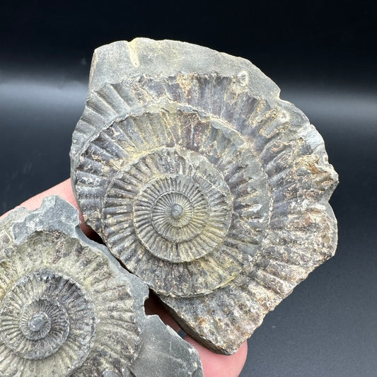 Dactylioceras imprint (negative) bundle ammonite shell fossil with box - Whitby, North Yorkshire, Yorkshire Fossils