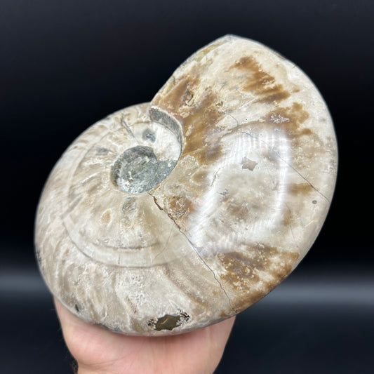 Cleoniceras Ammonite Fossil With Stand - Cretaceous Ammonite Madagascar