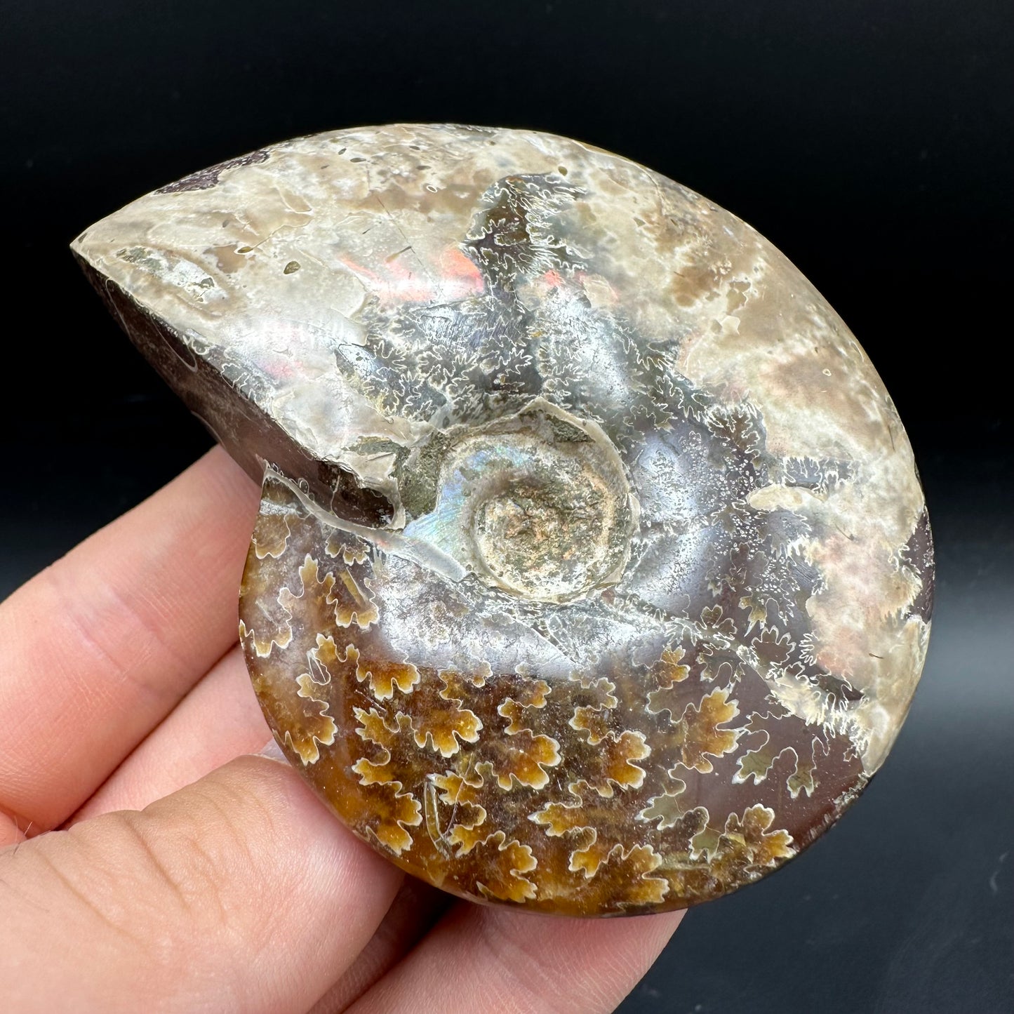 Cleoniceras Ammonite Fossil With Box And Stand - Cretaceous Ammonite Madagascar