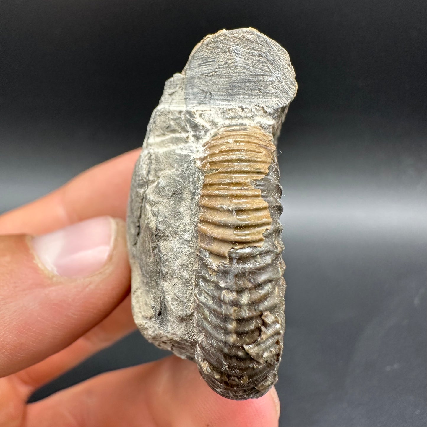 Dactylioceras Ammonite Fossil With Box And Stand - Whitby, North Yorkshire Jurassic Coast Yorkshire Fossils