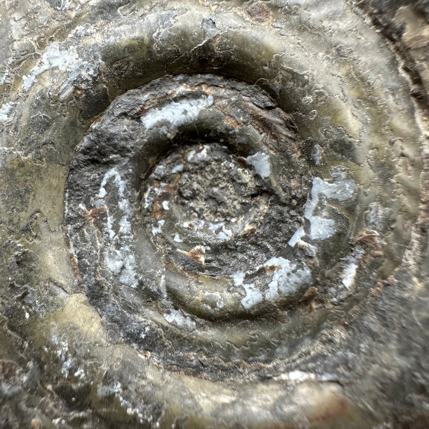 Hildoceras semipolitum Ammonite fossil with box and stand - Whitby, North Yorkshire Jurassic Coast, Yorkshire Fossils from the Jurassic Coast