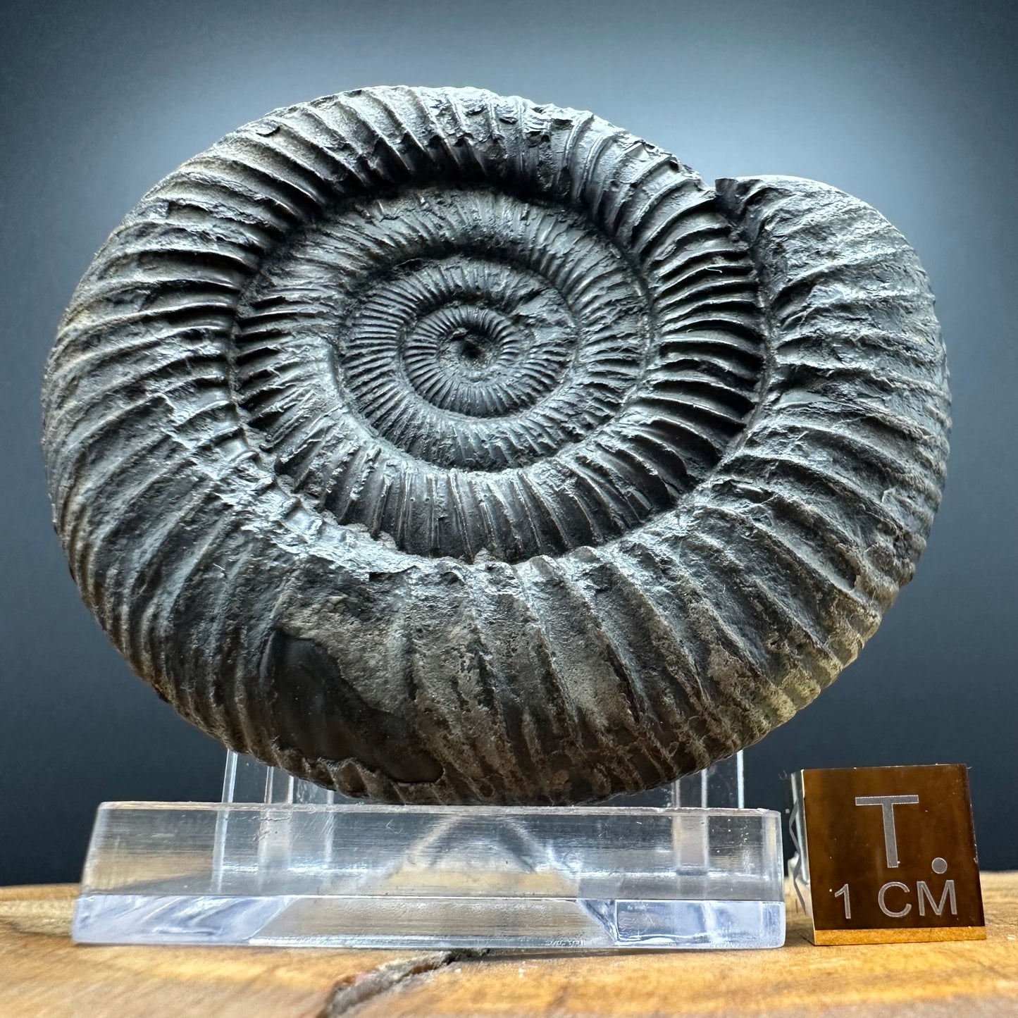 Dactylioceras Ammonite Fossil With box and Stand - Whitby, North Yorkshire Jurassic Coast Yorkshire Fossils