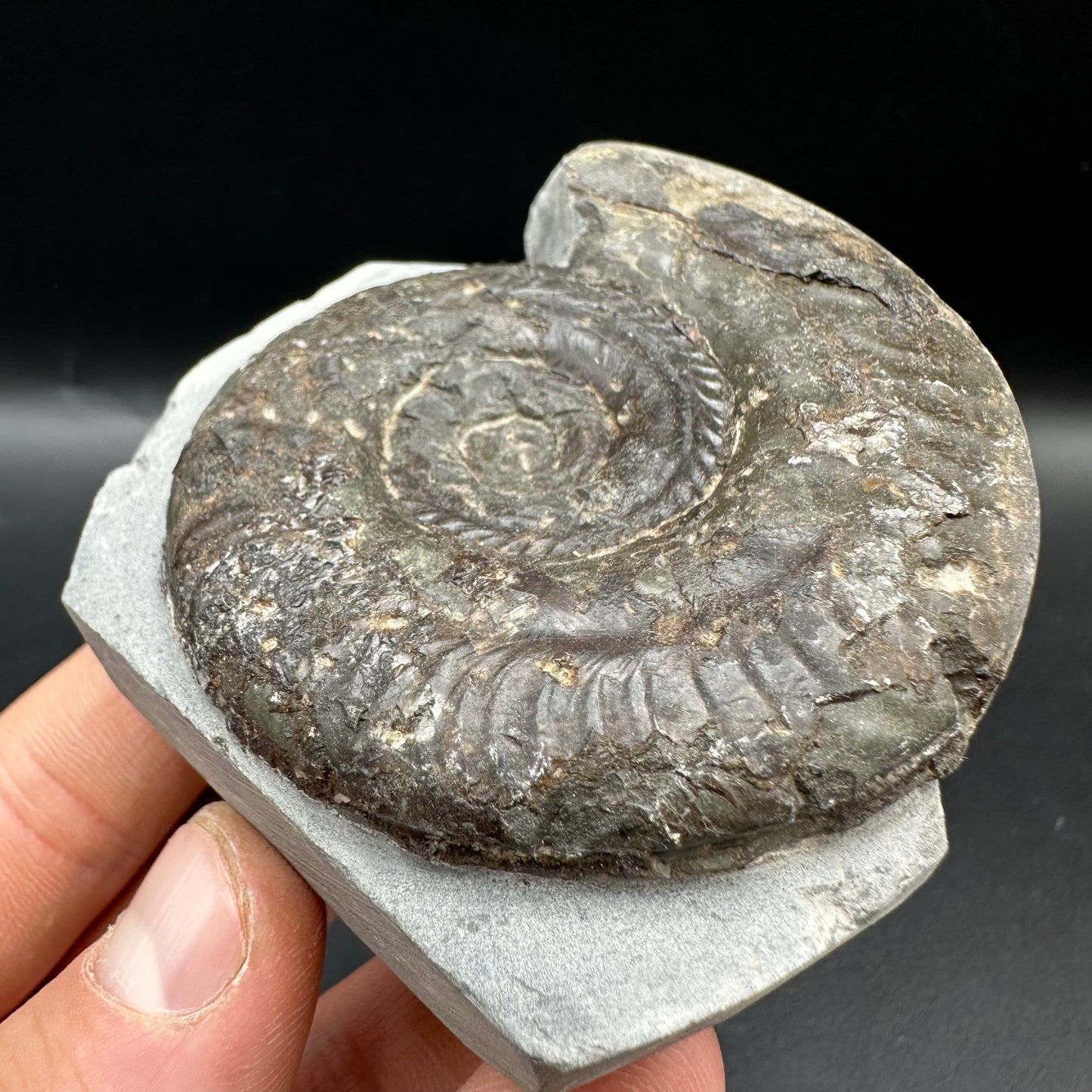 Hildoceras Bifrons Ammonite fossil with box and stand - Whitby, North Yorkshire Jurassic Coast, Yorkshire Fossils from the Jurassic Coast