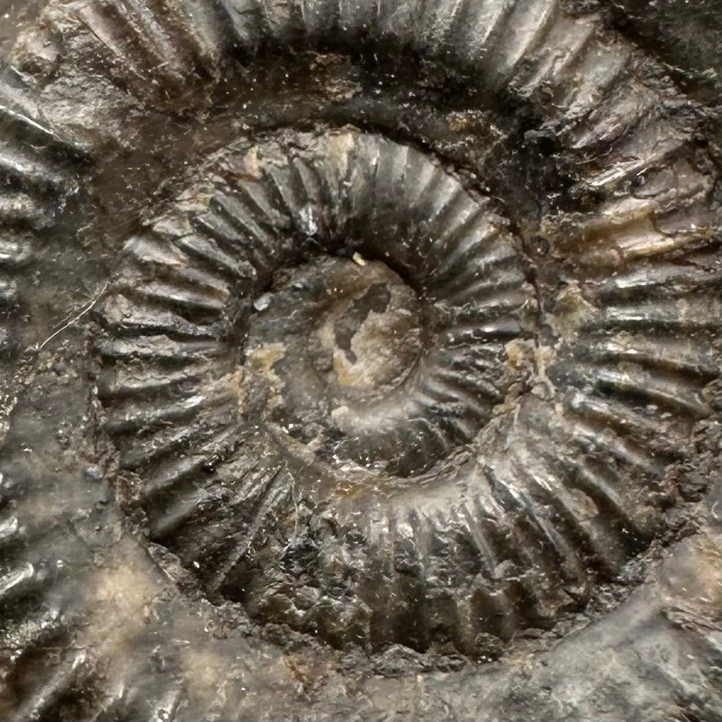 Dactylioceras Ammonite Fossil With Box And Stand - Whitby, North Yorkshire Jurassic Coast Yorkshire Fossils