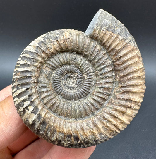 Dactylioceras Ammonite Fossil With Box And Stand - Whitby, North Yorkshire Jurassic Coast Yorkshire Fossils