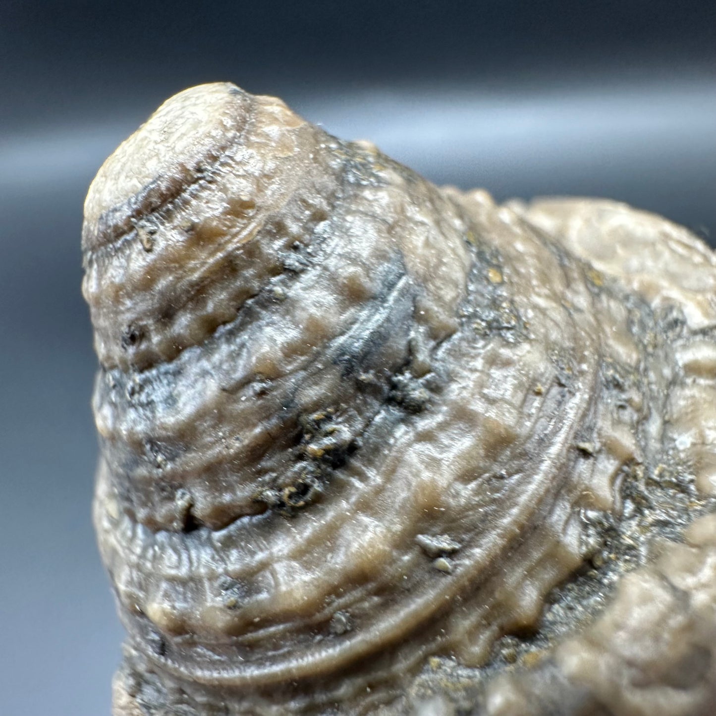 Gastropod Fossil Shell With Tin And Stand - Whitby, North Yorkshire, Jurassic Coast, Yorkshire Fossils