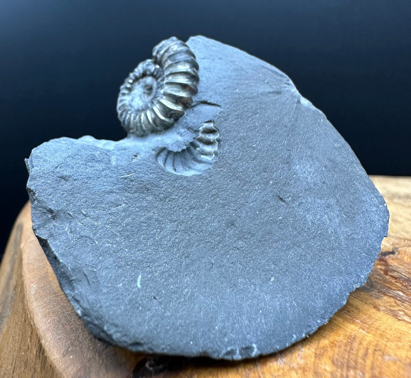 Promicroceras ammonite shell fossil with box and stand - Whitby, North Yorkshire Jurassic Coast Yorkshire Fossils