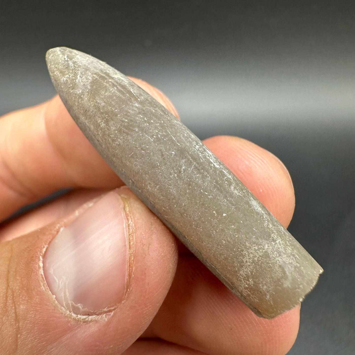 Belemnite (Fossil Squid) shell fossil - Whitby, North Yorkshire Jurassic Coast Yorkshire Fossils