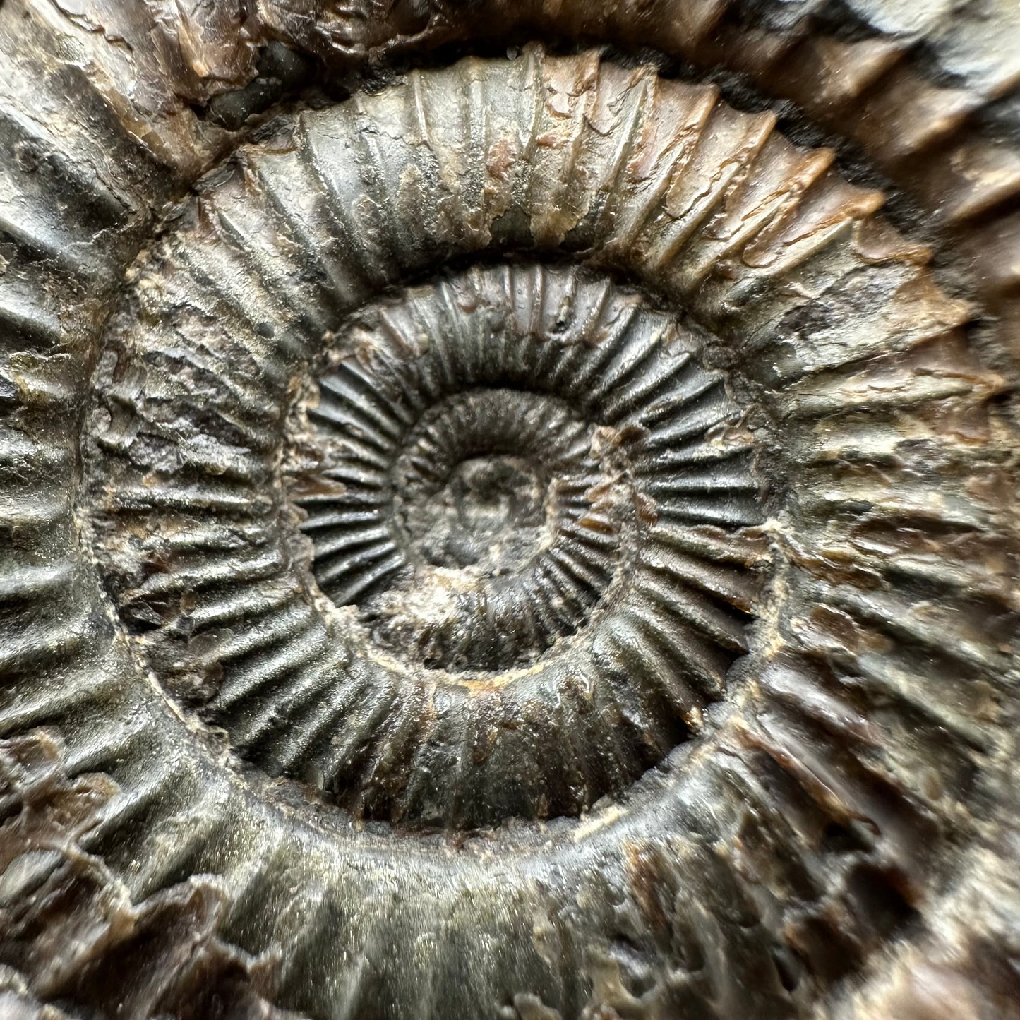 Dactylioceras Ammonite Fossil With box and Stand - Whitby, North Yorkshire Jurassic Coast Yorkshire Fossils