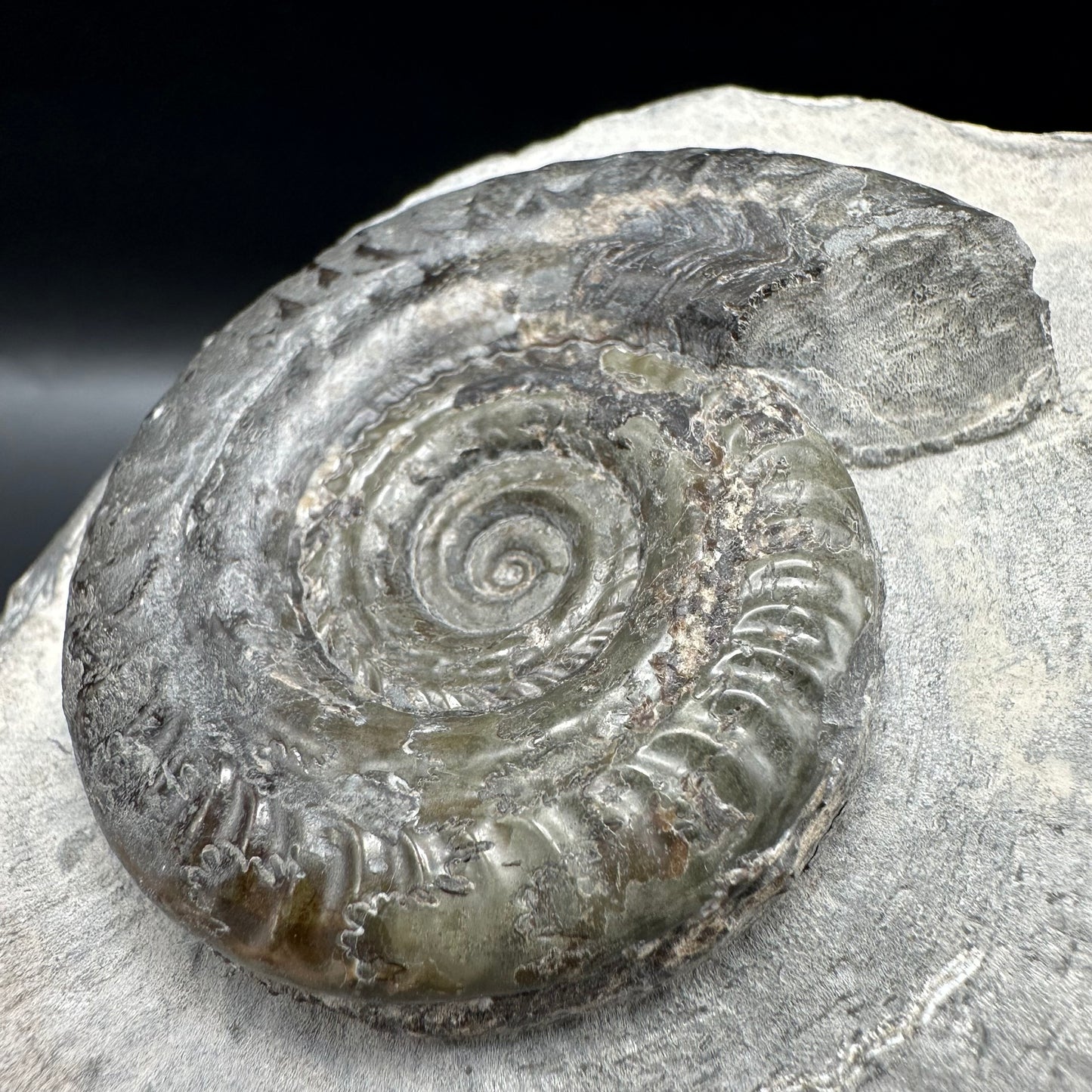 Hildoceras Bifrons Ammonite fossil with box and stand - Whitby, North Yorkshire Jurassic Coast, Yorkshire Fossils from the Jurassic Coast