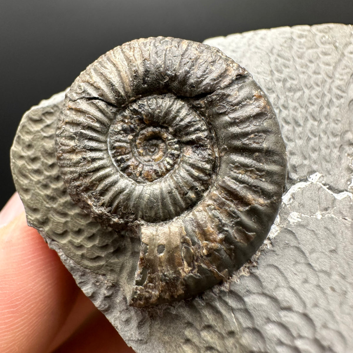 Dactylioceras Ammonite Fossil With Stand - Whitby, North Yorkshire Jurassic Coast Yorkshire Fossils