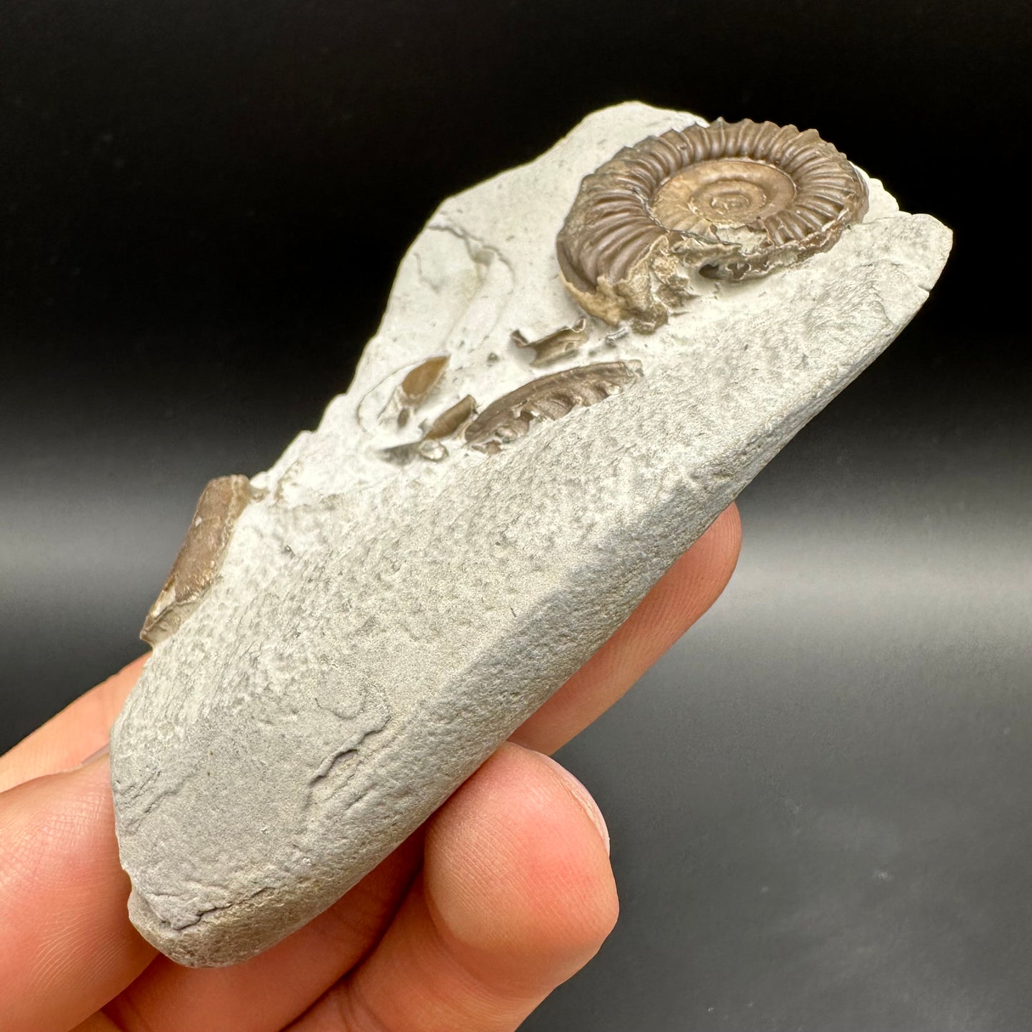 Arnioceras ammonite shell fossil with box and stand - Whitby, North Yorkshire Jurassic Coast Yorkshire Fossils