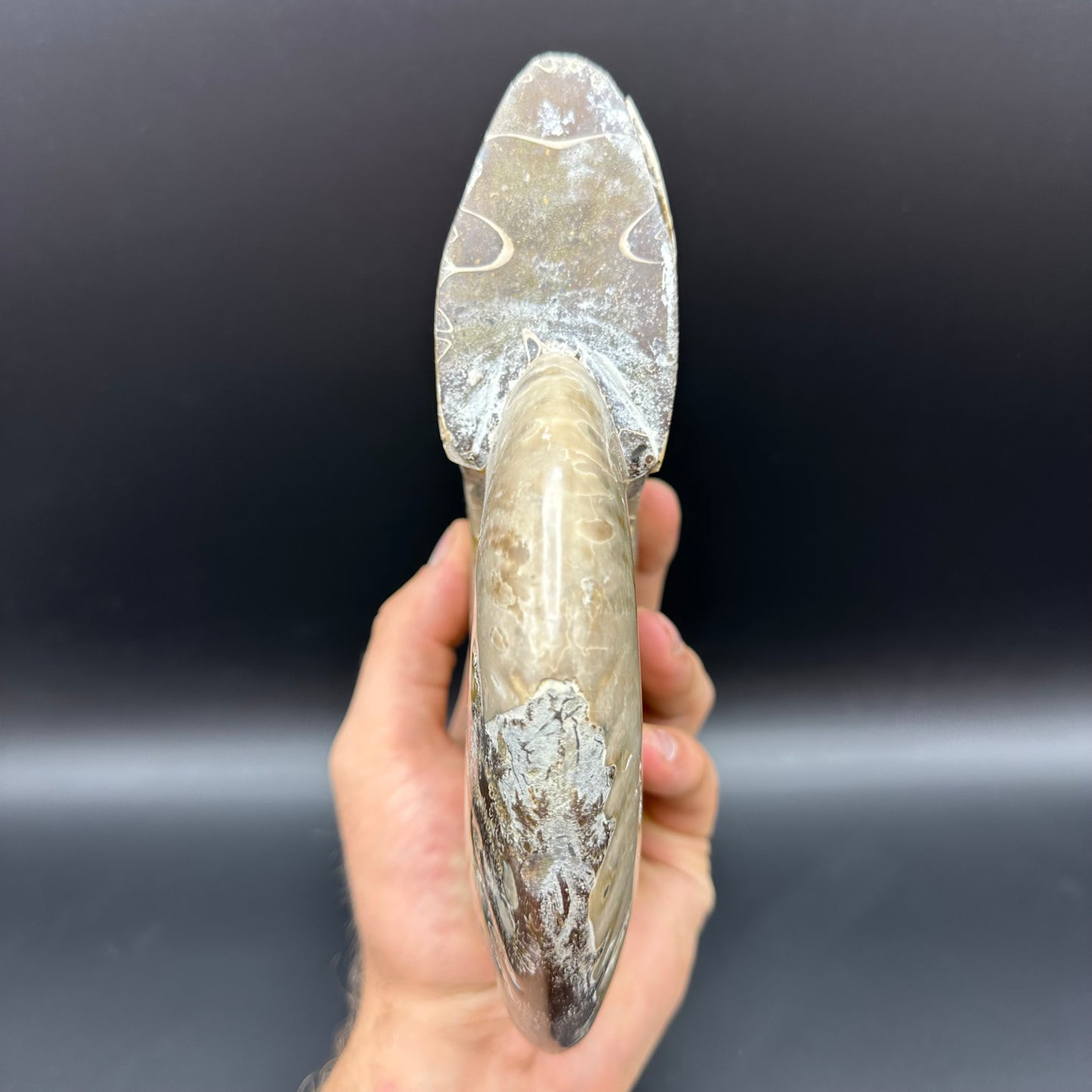 Cleoniceras Ammonite Fossil With Stand - Cretaceous Ammonite Madagascar