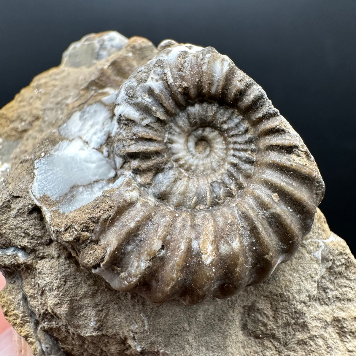 Androgynoceras capricornus Ammonite Fossil With Stand - Whitby, North Yorkshire Jurassic Coast Yorkshire Fossils