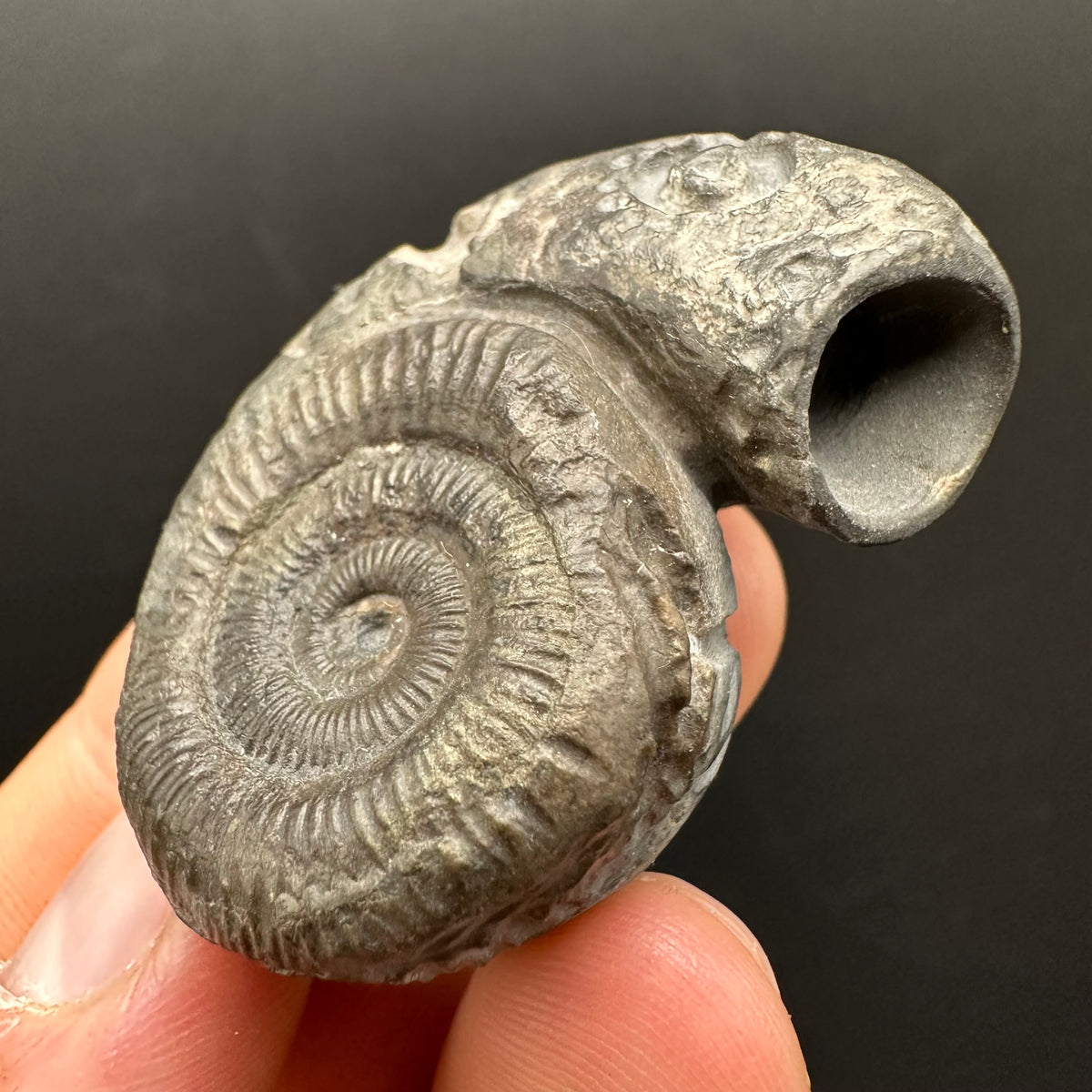 Snakestone Ammonite Fossil With Bag/Box And Stand - Whitby, North Yorkshire Jurassic Coast Yorkshire Fossils
