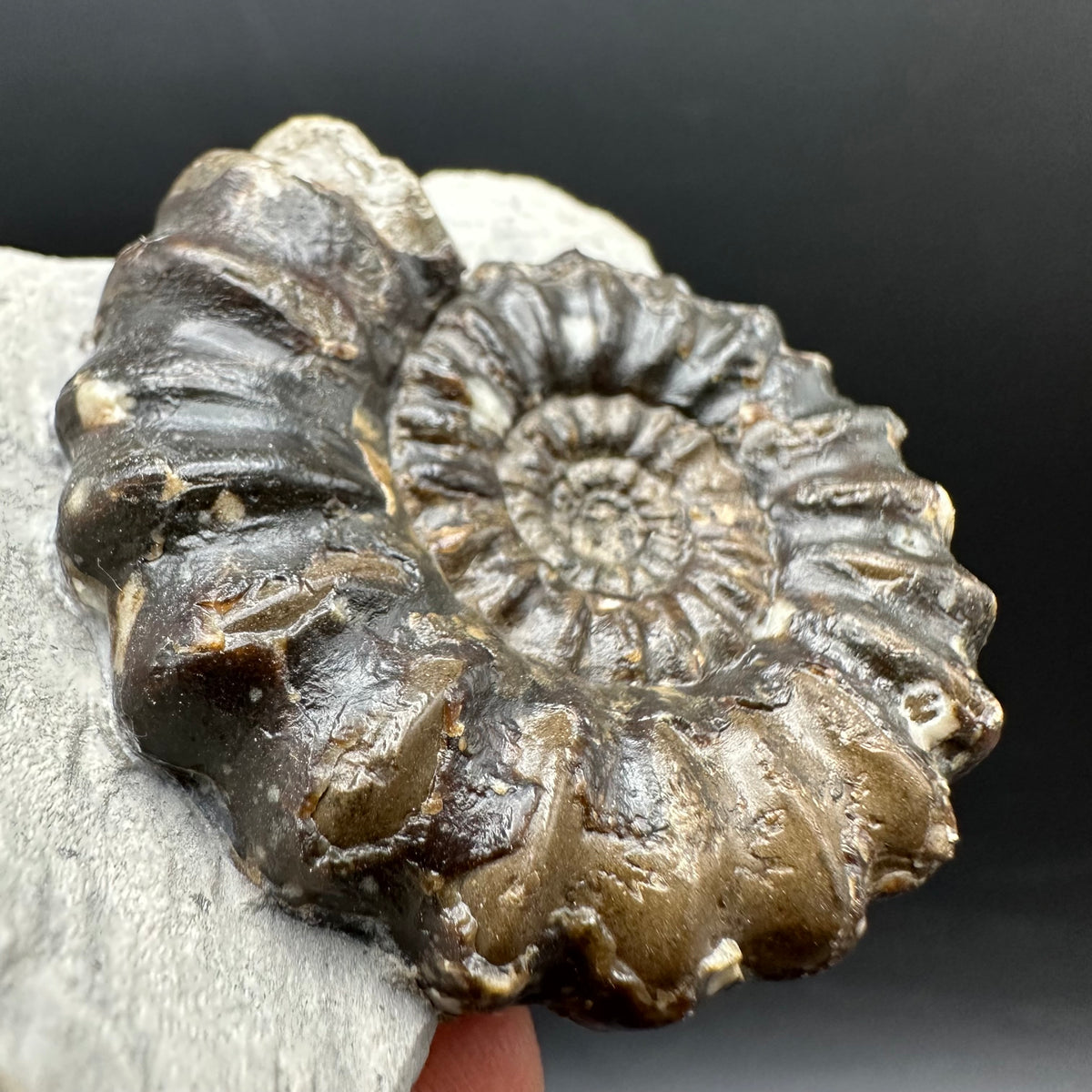 Androgynoceras maculatum ammonite fossil with box and stand - Whitby, North Yorkshire Jurassic Coast Yorkshire Fossils